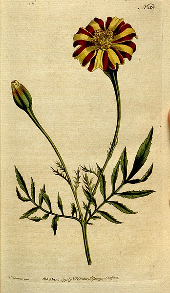 File:The Botanical magazine, or, Flower-garden displayed (Plate 150) (8559476527).jpg