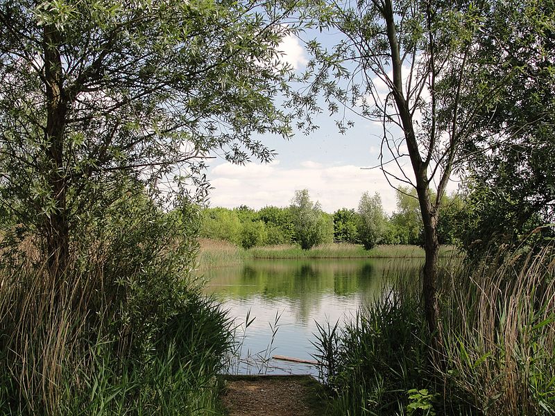 File:The Fishing Lake in Bedfont Lakes Parkland - panoramio.jpg