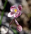 Thelymitra carnea