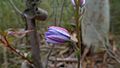 Thelymitra ixioides