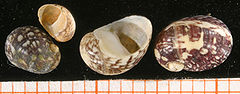 Family Neritidae, shells of Theodoxus fluviatilis.