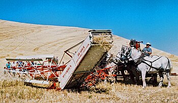 Old-fashioned threshing techniques are demonstrated at the annual threshing bee ThreshingbeeColfaxWA.jpg