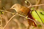 Miniatura para Thripophaga fusciceps