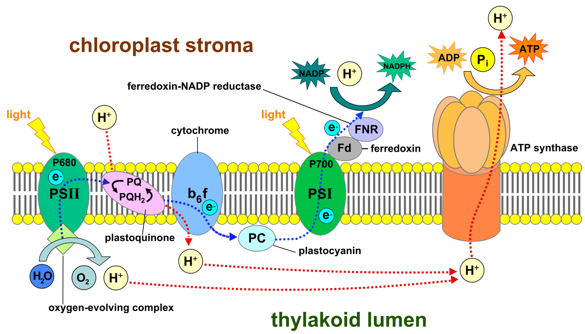 a level chloroplast diagram Light  Wikipedia  reactions dependent