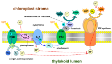 Thylakoid membrane 3.svg