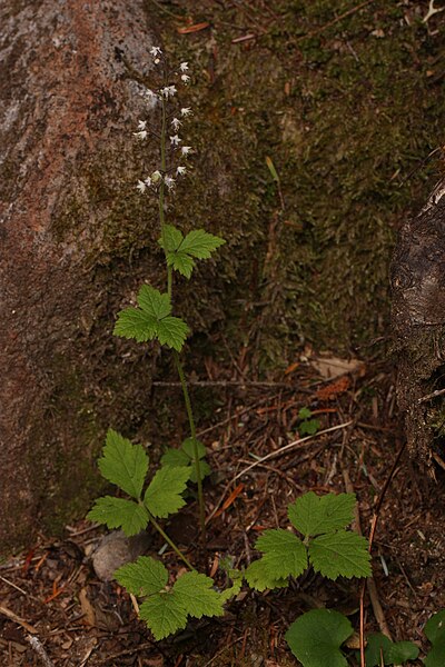 File:Tiarella trifoliata 0281.JPG