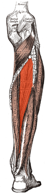 Задняя большеберцовая мышца выделена красным