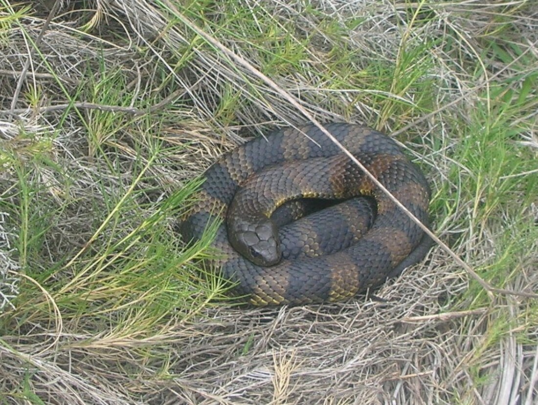 File:Tigersnake.JPG