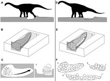 Diagram showing titanosaur nest excavation and egg laying Titanosaur nesting.jpg