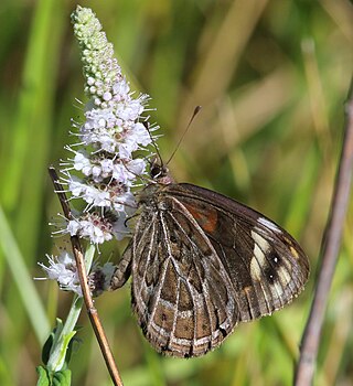 <i>Torynesis</i> Genus of butterflies