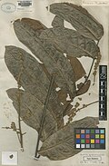 Toulicia guianensis Aubl.  BM000629523-S.jpg