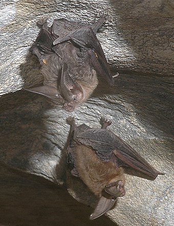 Townsend's big-eared bats in a cave in California