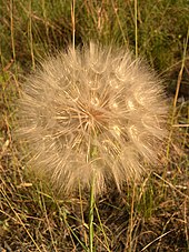 Tragopogon pratensis (Asteraceae) "puffball" of pappus-clad fruits, similar in structure to "dandelion clock" TragopogonSoffione.JPG