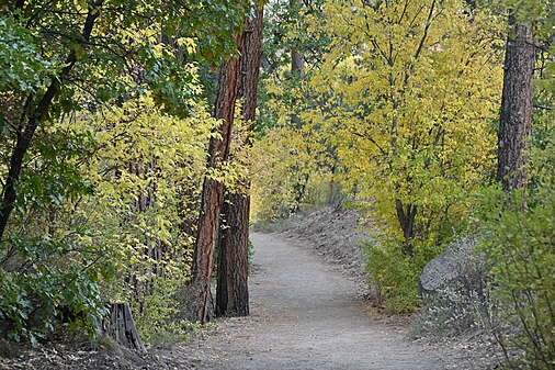 Trail through the forest: Bandelier National Monument, NM