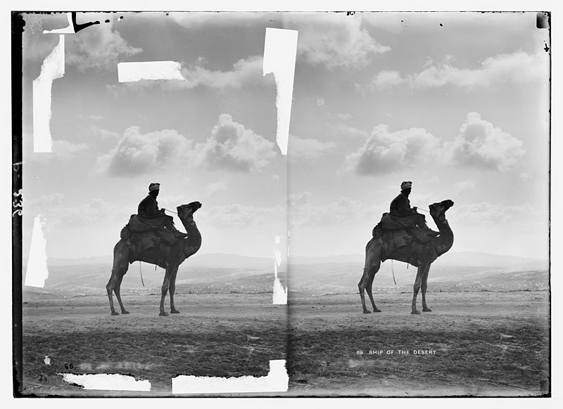 File:Trans-Jordan types. The Hadjin. (A racing camel). LOC matpc.05983.jpg