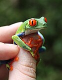 Misy maro sahona amin'ny alamorana, ohatra Agalychnis callidryas amin'ny Costa Rica