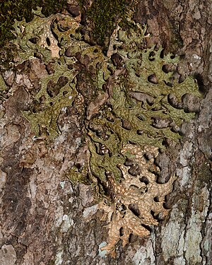 Tree Lungwort (Lobaria pulmonaria)