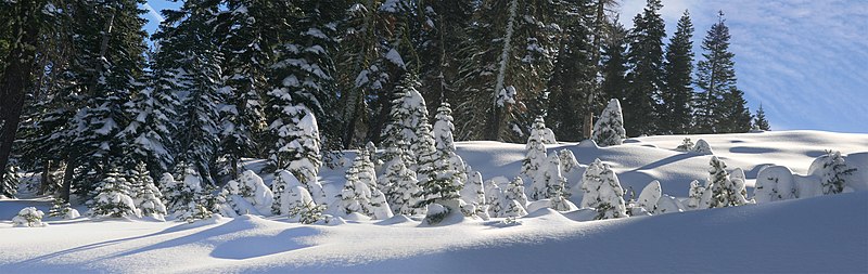 File:Trees covered by snow in Boreal, California.jpg