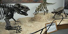 Reconstructed Triassic skeletons found at Petrified Forest Triassic animals from Arizona.jpg