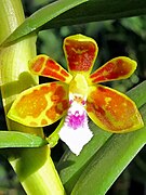 Trichoglottis seidenfadenii