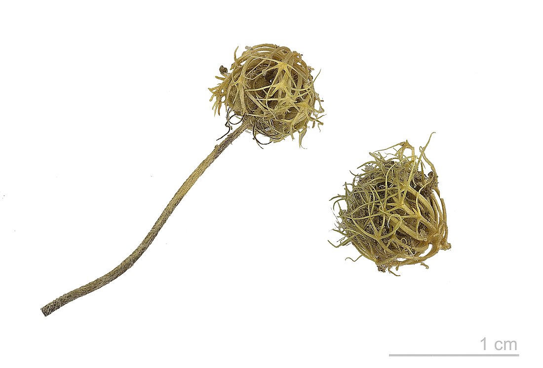 File:Trifolium subterraneum MHNT.BOT.2015.34.91.jpg