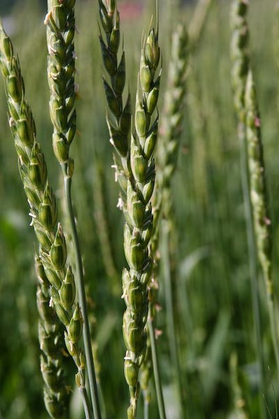 Triticum spelta