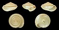 * Nomination Shell of an Ugandan land snail, Trochonanina jingaensis --Llez 05:37, 9 July 2020 (UTC) * Promotion  Support Good quality. --Ermell 06:34, 9 July 2020 (UTC)  Support Good quality. --Basile Morin 06:36, 9 July 2020 (UTC)