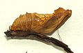 pupa