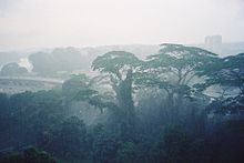 Tropical rainforest near the city, features an equatorial climate.