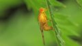 Datei: Trypeta artemisiae ovipositing - 2012-08-03.ogv