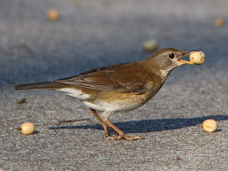 File:Turdus pallidus (eating Melia azedarach).jpg