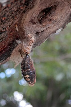 Tussock Moth (Lymantriinae)