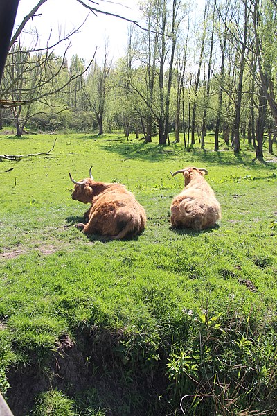 File:Two sleeping highlanders.JPG