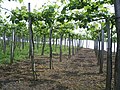 降水量の多さに対応して蔓棚が使用されているバスク地方のブドウ畑