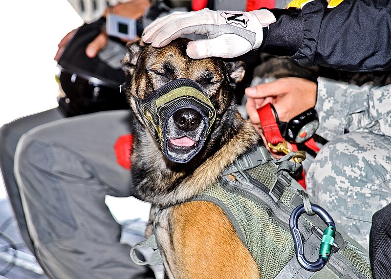File:US Army Military working dog being patted on head by 101st Airborne soldier before tandem jump at Fort Leonard Wood Defense.gov photo essay 090918-A-7356C-010.jpg
