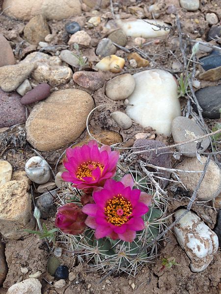 File:Uinta Basin Hookless Cactus (Sclerocatus wetlandicus) (16797323789).jpg