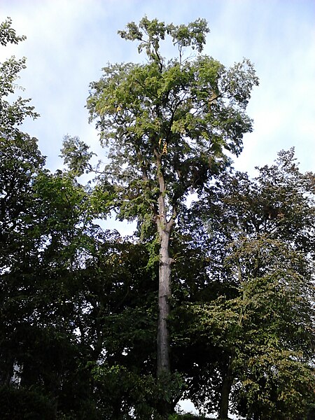 File:Ulmus (possibly minor). Carlton Terrace Brae, Edinburgh (3).jpg