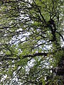 Duncan Place birch-leaved elm, branching