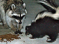 Raccoons (Procyon lotor) and skunks (Mephitis mephitis) are mesopredators. Here they share cat food in a suburban backyard. Urban raccoon and skunk.JPG