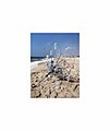 "הפרח זקוק למים", 2006, תצלום דיגיטלי, חוף ים, שלד מטרייה, חוט פלדה, מדוזות