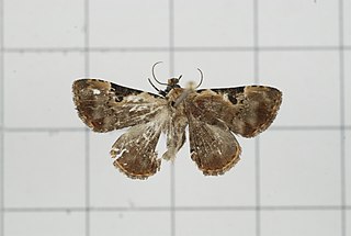 <i>Diomea</i> Genus of moths