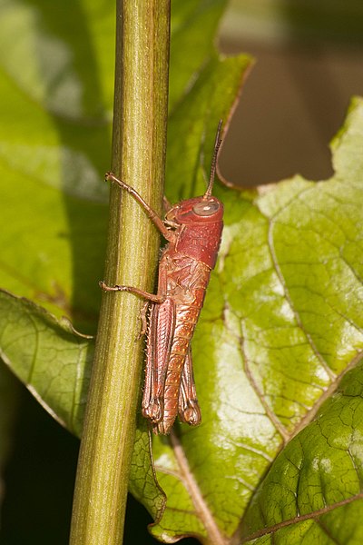 File:Valanga irregularis 070818 gnangarra-102.jpg