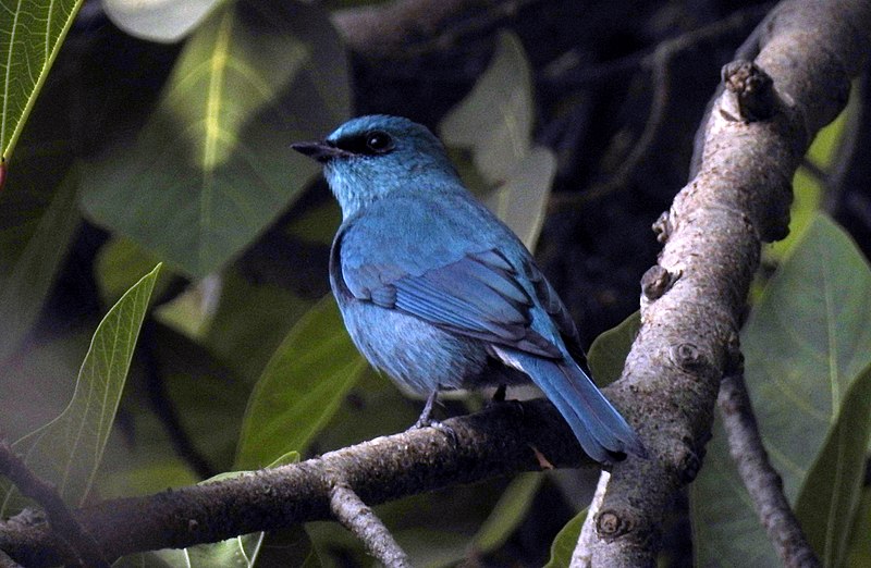 File:Verditer Flycatcher Eumyias thalassinus DSCN6459 (2).jpg