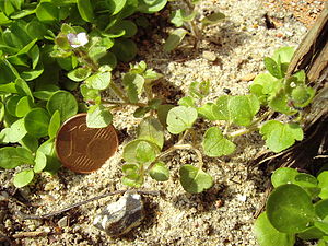 Veronica hederifolia.2006-04-16.1.uellue.jpg