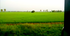 View From Inside Train Near Palakollu.png