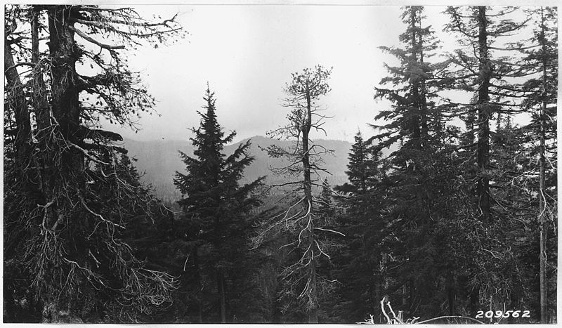 File:View from ridge north of Timber Crater, lloking west to Desert Ridge , showing heavy fir, hemlock and lodgepole pine... - NARA - 298892.jpg