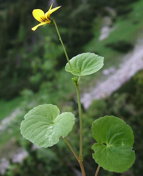 File:Viola biflora a4.jpg