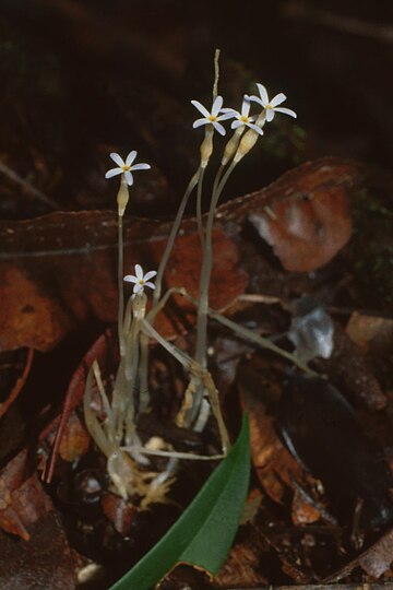 Voyria