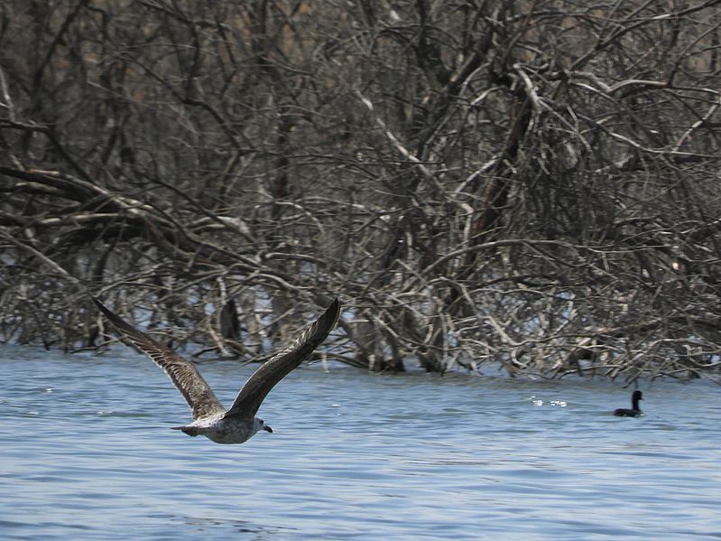 File:Vuelo raso.jpg