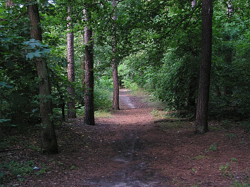 File:Włocławek-forest on Południe (2).jpg